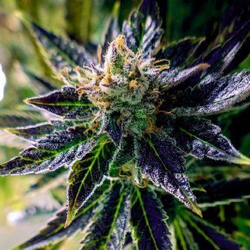 Auto Black Opium 1 семечка