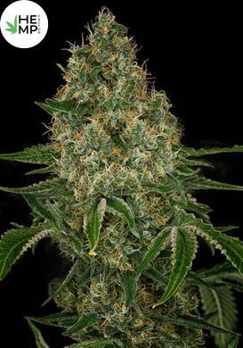 Auto 77 Days