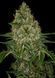 Auto 77 Days