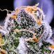 Auto 77 Days
