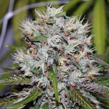 Семена Auto Amnesia