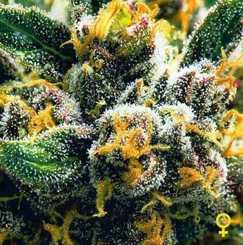 Семена Auto Northern Lights - 1 шт
