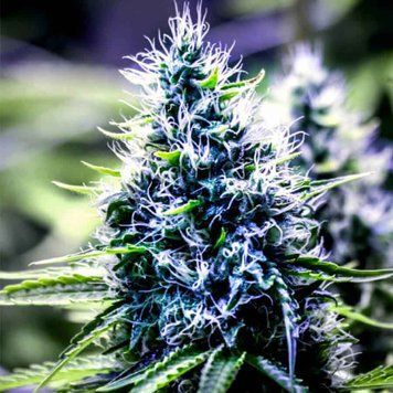 Семена Auto Blueberry - 3 шт