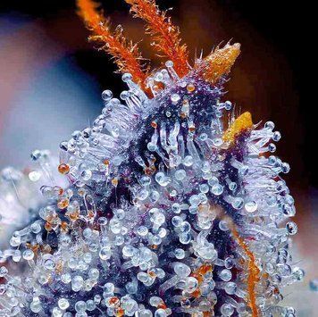 Семена Auto Blue Cheese - 3 шт