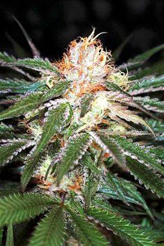Семена Auto White Widow - 1 шт