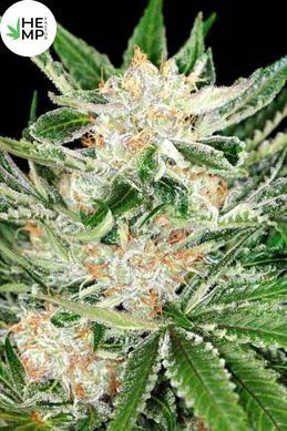White Widow
