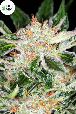 White Widow