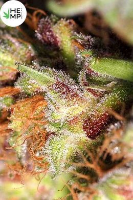 White Widow