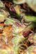 White Widow