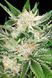 White Widow