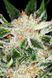 White Widow