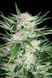 White Widow