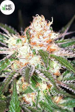 Насіння Auto White Widow - 3 шт