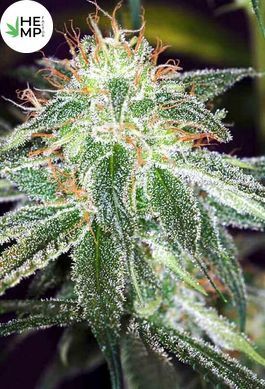 Насіння Auto White Widow - 3 шт
