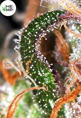 Насіння Auto White Widow - 3 шт