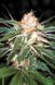 Насіння Auto White Widow - 3 шт