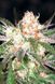 Насіння Auto White Widow - 3 шт