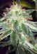Насіння Auto White Widow - 3 шт