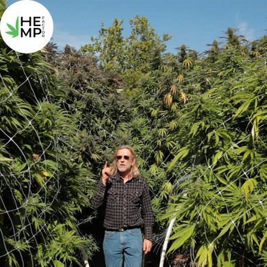 Насіння Jamaica Sativa - 6 шт