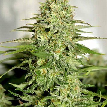 Семена конопли Bruce Banner Fast - 3 шт