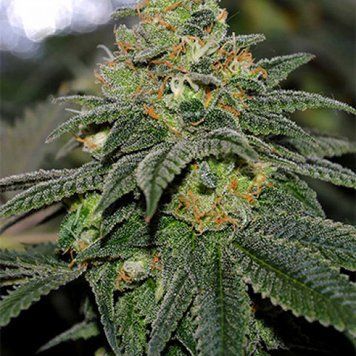 Семена Auto Green Crack - 3 шт
