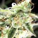 Насіння конопель Opium (Divine Seeds)