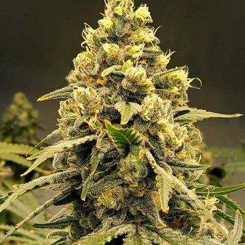 Семена Auto Pineapple Express - 3 шт
