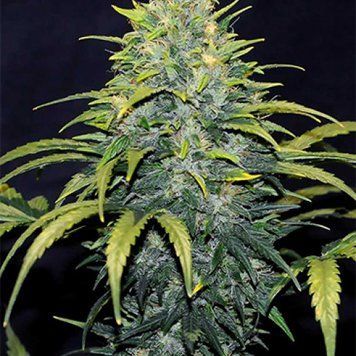 Семена Auto Bruce Banner - 3 шт