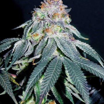Семена Auto Gorilla #5 - 3 шт