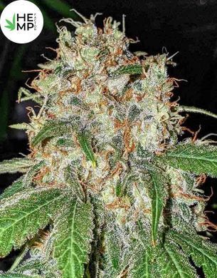 Divine OG Kush