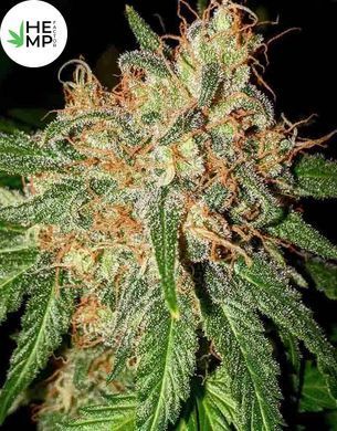 Divine OG Kush