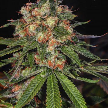 Семена Auto Jamaica - 3 шт