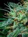 Divine OG Kush