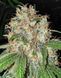 Divine OG Kush