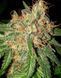 Divine OG Kush