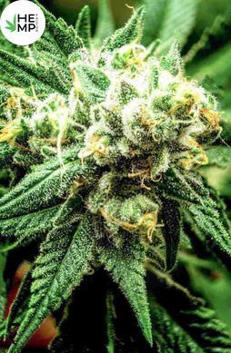 Divine Sativa