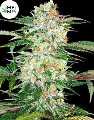 Divine Sativa
