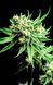 Divine Sativa