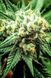 Divine Sativa