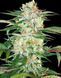 Divine Sativa