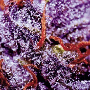 Семена Auto Purple Opium - 1 шт