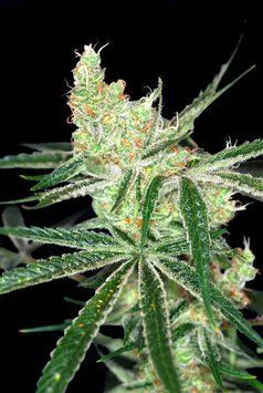 Auto Afghan Bullet